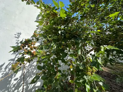 Casa - Sobrado com 3 quartos (sendo 1 suite(s)) a 2000,00 metros praia.